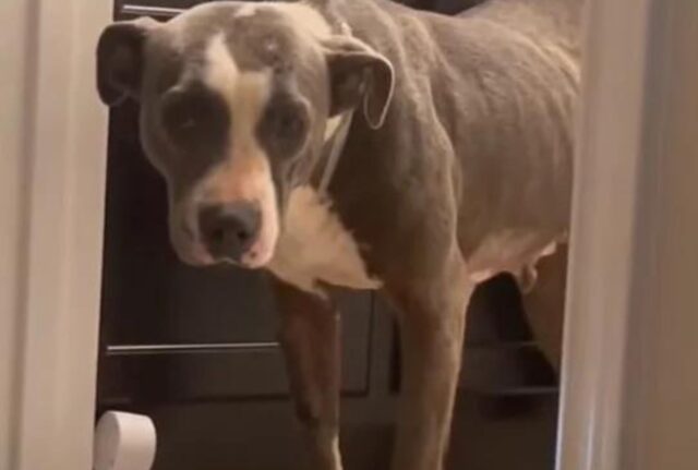 Abbandonato dalle persone che amava di più, questo cane non riusciva più a fidarsi nemmeno di chi voleva aiutarlo