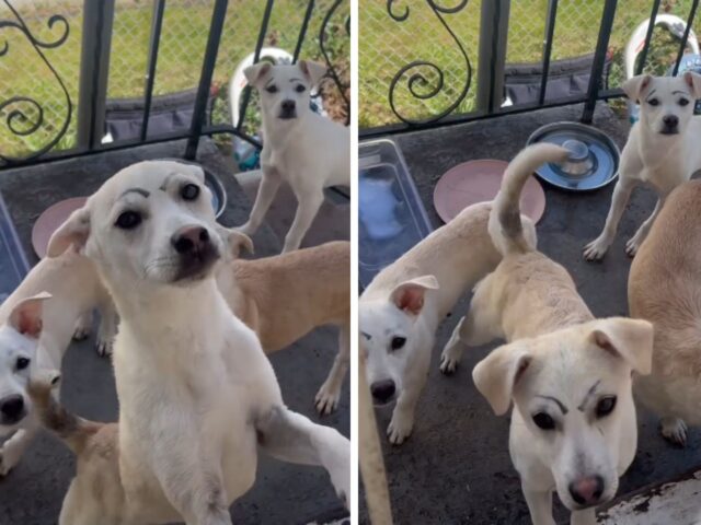 Il bambino decide di usare il pennarello per “migliorare” l’aspetto dei cani e il risultato è tutto da vedere