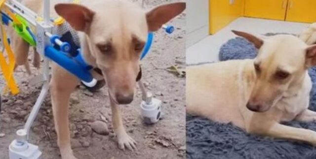 La cagnolina si è seduta disperatamente in mezzo alla strada, in preda al dolore: non pensavano potesse sopravvivere