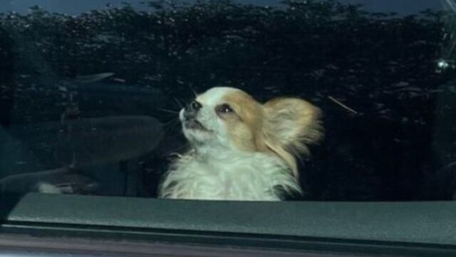 Lo hanno salvato in extremis: il povero cagnolino era in auto e la temperatura si stava facendo sempre più rigida