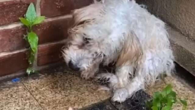 Il cucciolo di cane fradicio e tremante osserva speranzoso le persone che si stanno avvicinando