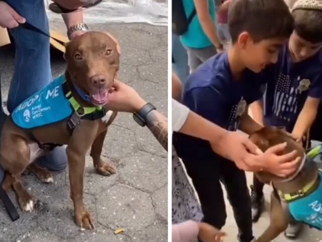 Era scomparso da mesi, ma il modo in cui questo Pitbull si è riunito alla sua famiglia ha del miracoloso