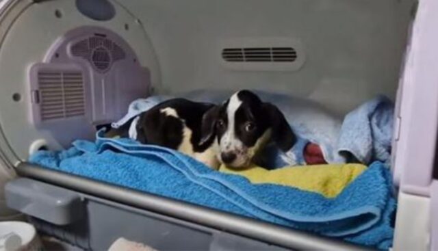 Il cucciolo di cane aveva paura di tutto, ma poi è arrivata una donna che ha cambiato le sue idee sull’amore