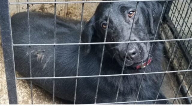 Questi ex cani poliziotti dovevano avere una vita felice, ma il modo in cui li hanno trovati è inaccettabile