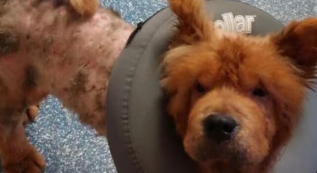 Era un cane di razza, eppure lo hanno fatto diventare un randagio senza felicità e senza speranza