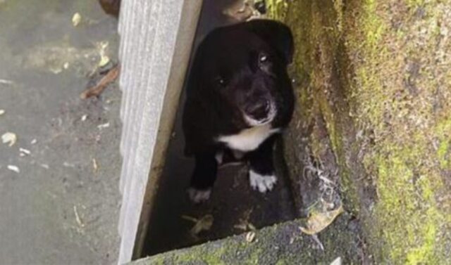 Mamma cane sorda e il suo cucciolo cieco lottano per la vita sulla riva pericolosa di un fiume