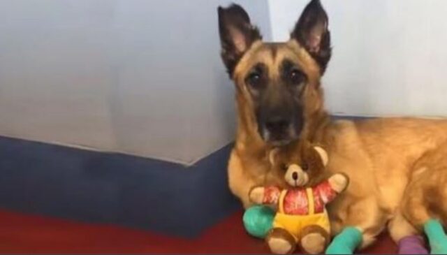 Strisciava in lacrime dopo essere precipitato dal treno: il cane non accettava la triste sorte che gli era capitata