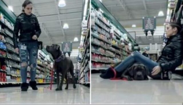 Il cane di servizio capisce che la padrona sta per avere le convulsioni e interviene immediatamente