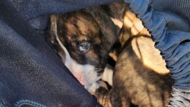 Hanno lasciato il cucciolo di cane nel mezzo del bosco, chiuso in una busta e abbandonato al suo destino
