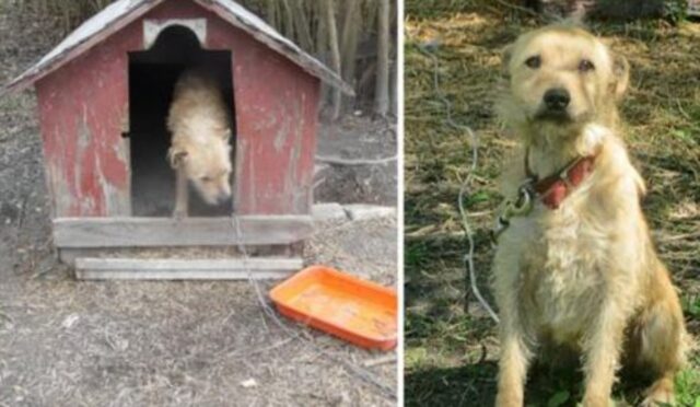 È stato incatenato a lungo: l’unica parola che questo cane conosceva era “no”