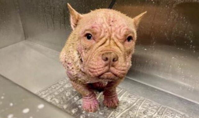 Quando l’hanno trovata per strada era stata divorata dalla rogna, ma la cagnolina aveva ancora molto da dare
