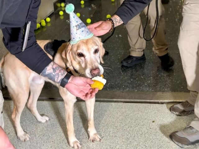 Il cane che per anni ha servito con onore perde la testa durante la sua festa di pensionamento