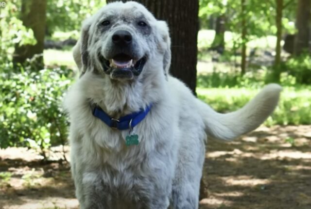 Il cane non pensava più che la vita valesse la pena di essere vissuta, perché chi doveva amarlo l’ha profondamente deluso