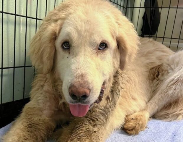 Cane abbandonato con una corda al collo: ecco com’è oggi Wesley