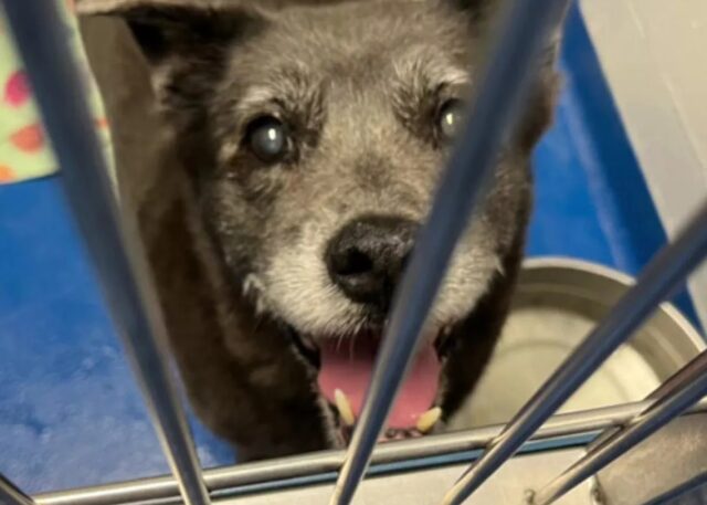 Cane abbandonato dopo 13 anni: il motivo per cui è successo ha lasciato tutti senza parole