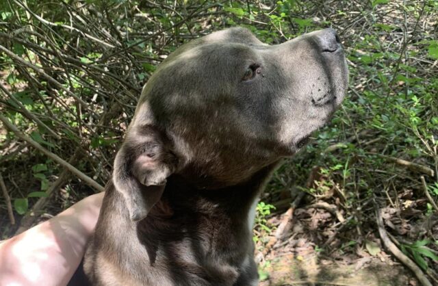 Cane abbandonato guida i soccorritori verso il corpo di un pitbull lasciato appeso a un albero