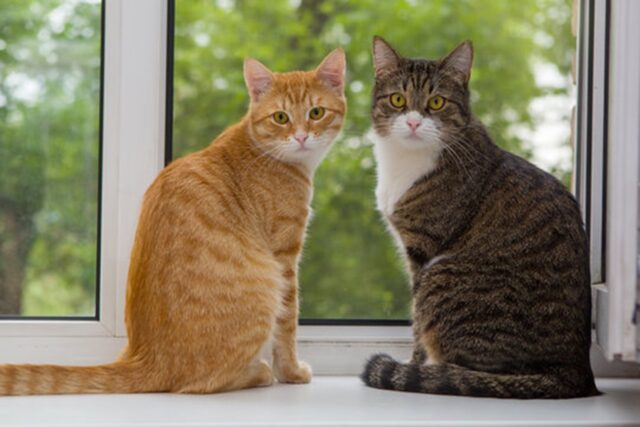 Cane aggredito da due gatti a Diano Marina: proprietari in tribunale