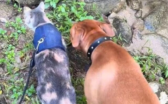 Cane alla finestra difende la gatta di casa