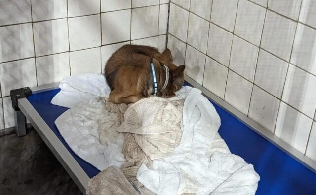 Il cane anziano del rifugio ha ormai quasi perso le speranze: verrà mai adottato?