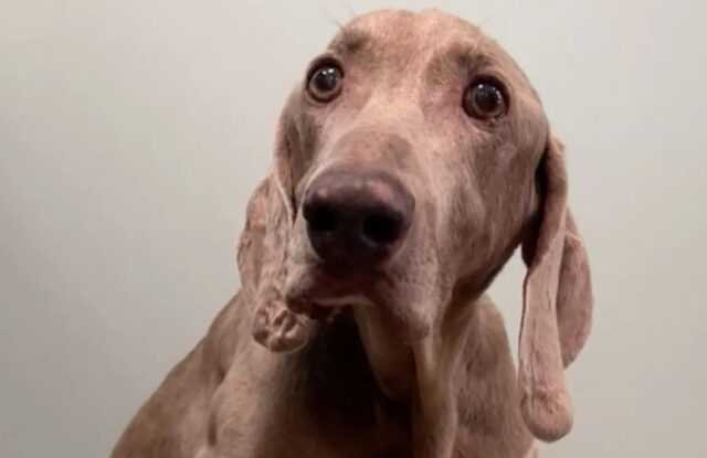 Cane anziano abbandonato al rifugio cerca una seconda possibilità nella vita