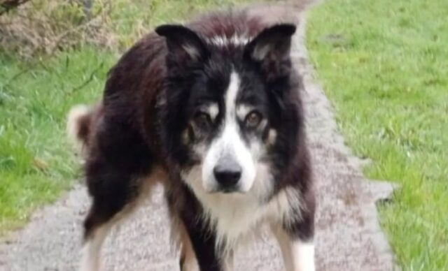 Cane anziano abbandonato sul balcone perché puzzava troppo: la storia di Leo