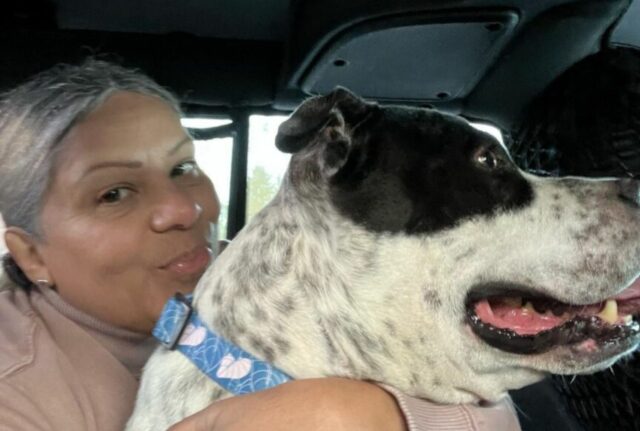 Maltrattato e trascurato a lungo, questo cane è stato gettato in canile. Poi però è arrivata la sua seconda chance
