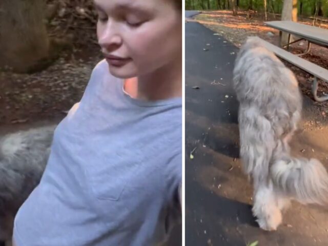 Il levriero si ferma davanti alle panchine durante la passeggiata, così la mamma incinta può riposarsi