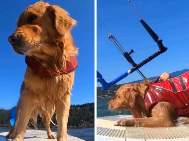 Il Golden Retriever fa una particolare esperienza sportiva e non riesce a contenere il suo entusiasmo