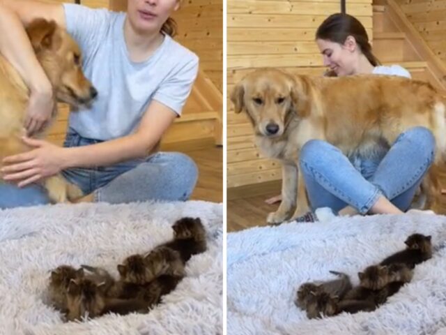 Il Golden Retriever non riesce a nascondere tutta la sua perplessità per la presenza dei gattini nella sua cuccia