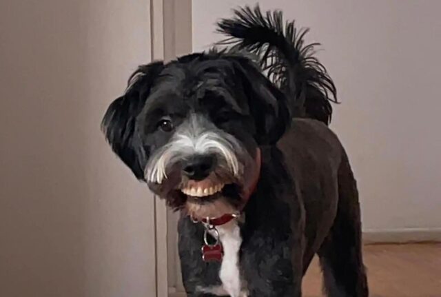 La mamma umana rimane di sasso quando il suo cane entra in camera con un nuovo “sorriso”