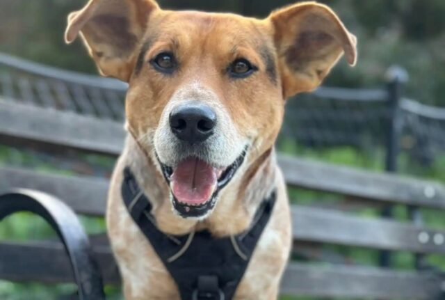 Il cane adottato si guadagna un altro distintivo grazie alle sue buone azioni quotidiane