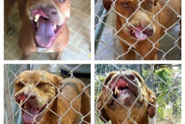 A questo cane mancava una parte del muso e i padroni l’avevano dato per spacciato, ma poi tutto è cambiato