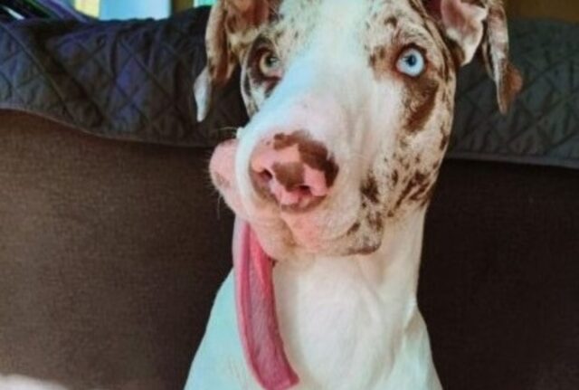 Rifiutato da tutti per via del suo muso deforme, questo cane per vivere si aggrappa al suo più grande desiderio