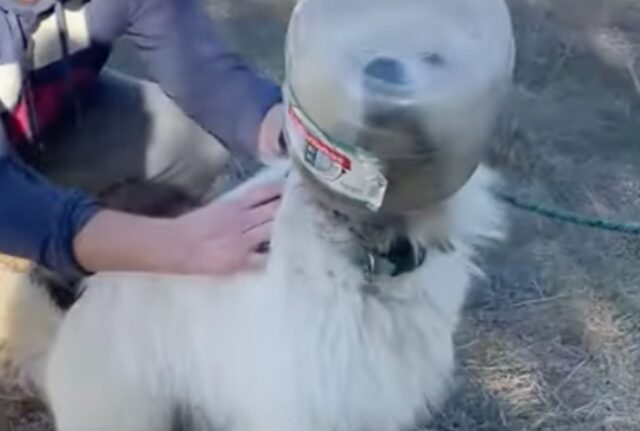 Il cane con il barattolo in testa riesce ad arrivare nel posto giusto, ma poi non può fare nient’altro