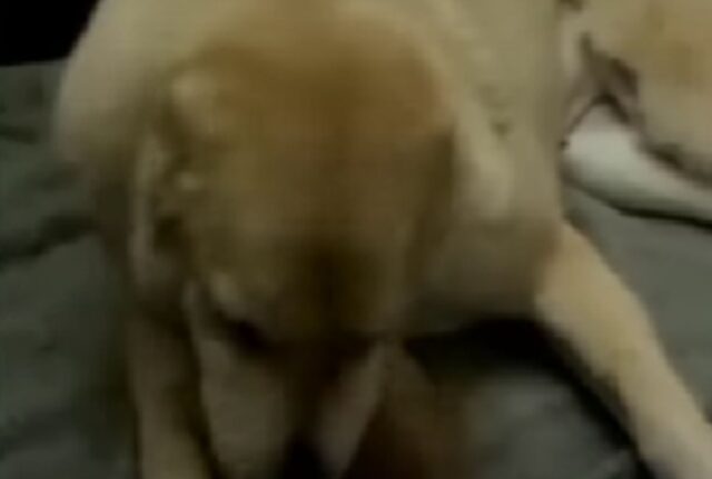 Dopo che aveva passato anni e anni a essere fedele, i proprietari di questo cane hanno deciso che non serviva più