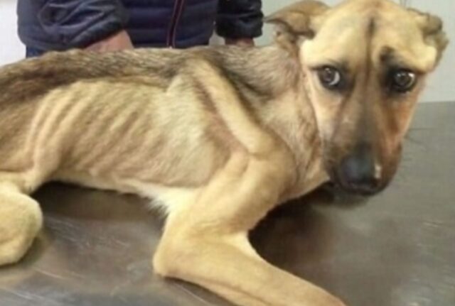Era pelle e ossa e non riusciva a camminare: il cane randagio stava soffrendo la sete e la fame