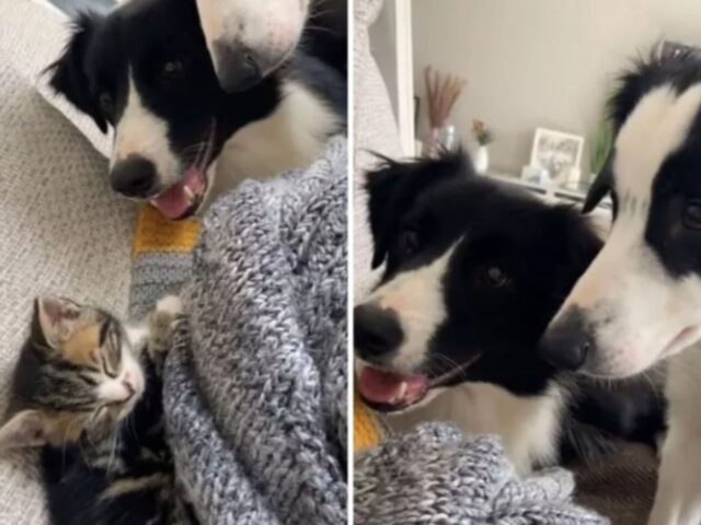 Il cane si accorge che c’è un nuovo gattino in casa e la sua reazione è a dir poco chiara