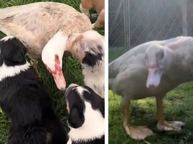 I cani hanno fatto un gesto meraviglioso, adottando una papera che era stata rifiutata dai suoi simili