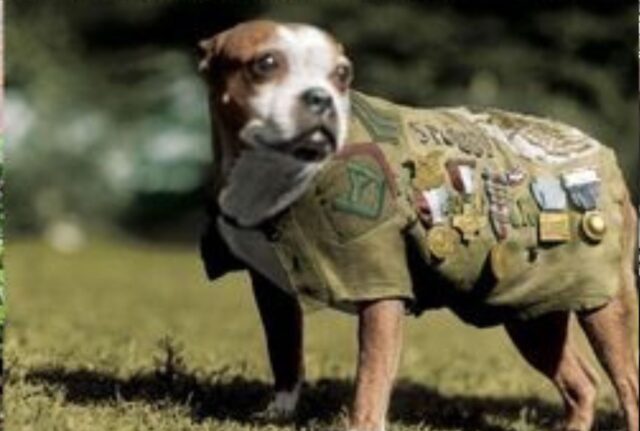 La storia (antica) di questo cane è così bella che devi necessariamente conoscerla