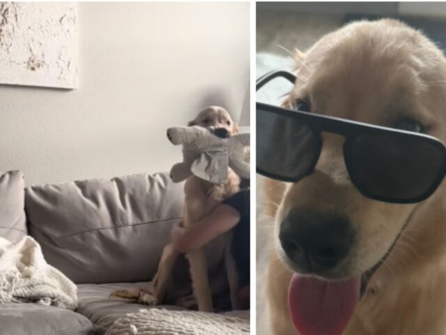 Le piccola “urla” emozionate del Golden Retriever sono il saluto più carino che si possa desiderare
