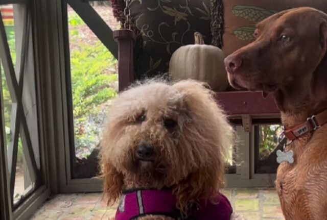 L’adorabile Goldendoodle è innamorato e fa di tutto per colpire la cagnolina del suo cuore