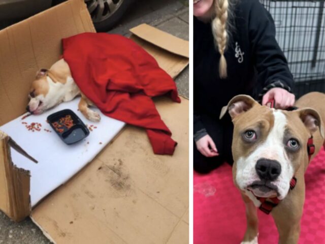 Il Pitbull che è stato gettato via come spazzatura si trasforma e fa brillare la sua splendida anima