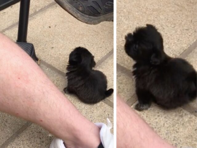 Lo Shih Tzu piccolissimo cerca di abbaiare, ma è così minuscolo da sembrare un porcellino d’India