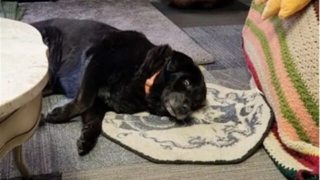 Hanno lasciato il cane anziano in un gattile e proprio in questo posto lui ha trovato qualcuno che ha davvero amato