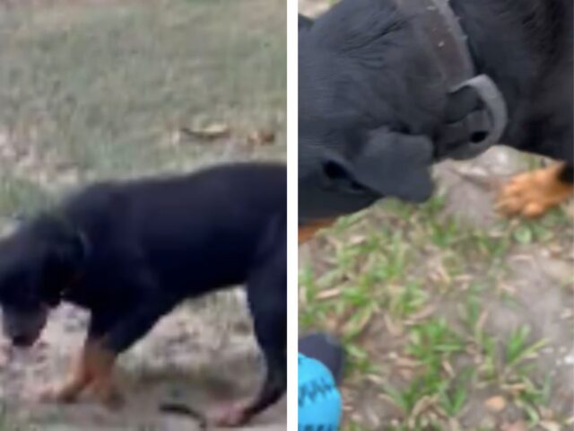 Una donna preoccupata traccia la posizione GPS del suo cane e così scopre la sua doppia vita