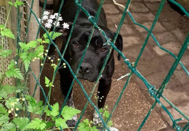 Cane riportato al rifugio, ma nemmeno nella struttura non c’è più spazio per lui