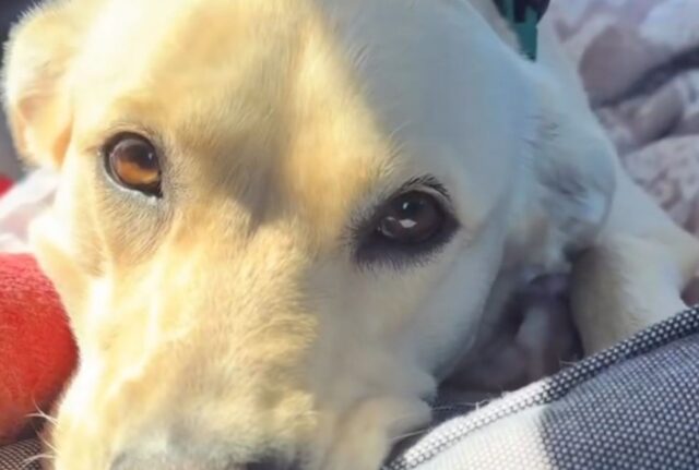 Una coppia incredibile che si prepara al matrimonio salva un cane ferito e lo invita.. non solo al matrimonio