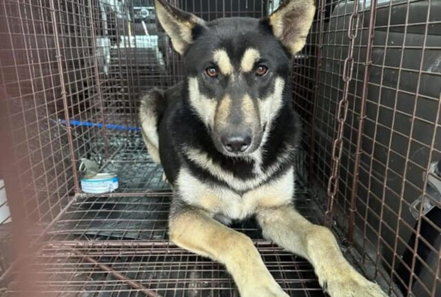 Non c’è limite alla loro tenerezza: questo cane vagava solo e impaurito dopo che la sua casa era bruciata