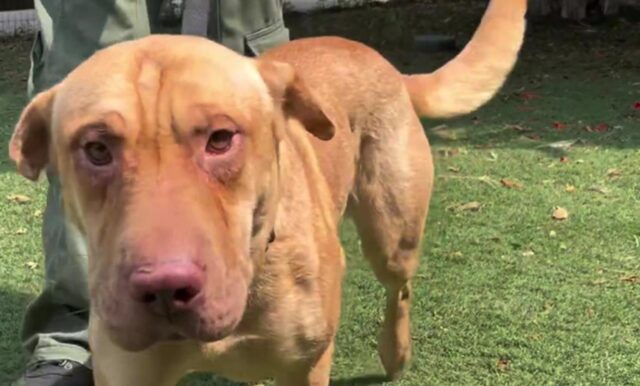 Cane salvato dagli abusi finalmente si trova al sicuro