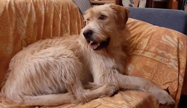 Cane scomparso torna a casa con un gatto 15 giorni dopo